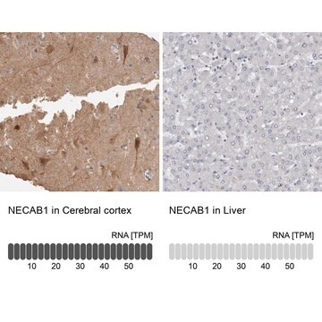 Anti-NECAB1 antibody produced in rabbit Prestige Antibodies&#174; Powered by Atlas Antibodies, affinity isolated antibody, buffered aqueous glycerol solution, Ab1