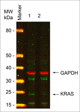 MISSION&#174; esiRNA targeting human KRAS