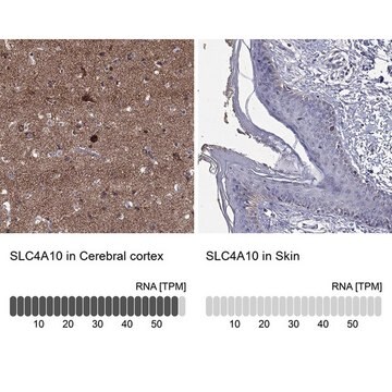 Anti-SLC4A10 antibody produced in rabbit Prestige Antibodies&#174; Powered by Atlas Antibodies, affinity isolated antibody, buffered aqueous glycerol solution