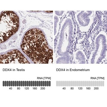 Anti-DDX4 antibody produced in rabbit Prestige Antibodies&#174; Powered by Atlas Antibodies, affinity isolated antibody, buffered aqueous glycerol solution