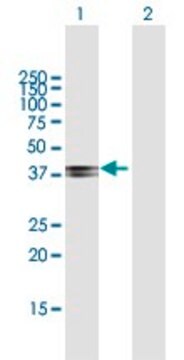 Anti-COL9A1 antibody produced in mouse purified immunoglobulin, buffered aqueous solution