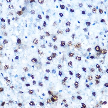 Anti-Phospho-IRS1-S612 antibody produced in rabbit