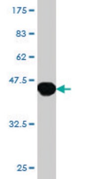 Monoclonal Anti-HOXB13 antibody produced in mouse clone 1E9, purified immunoglobulin, buffered aqueous solution