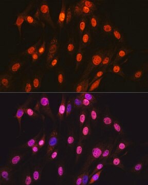 Anti-SOX10 Antibody, clone 2V5D6, Rabbit Monoclonal