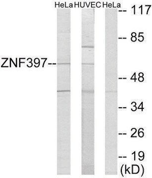 Anti-ZNF397 antibody produced in rabbit affinity isolated antibody