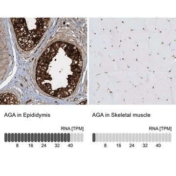 Anti-AGA antibody produced in rabbit Prestige Antibodies&#174; Powered by Atlas Antibodies, affinity isolated antibody, buffered aqueous glycerol solution