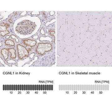 Anti-CGNL1 antibody produced in rabbit Prestige Antibodies&#174; Powered by Atlas Antibodies, affinity isolated antibody, buffered aqueous glycerol solution