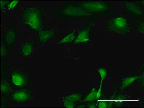 Monoclonal Anti-B3GNT3 antibody produced in mouse clone 1A2, purified immunoglobulin, buffered aqueous solution