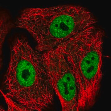 Anti-POLR2M antibody produced in rabbit Prestige Antibodies&#174; Powered by Atlas Antibodies, affinity isolated antibody