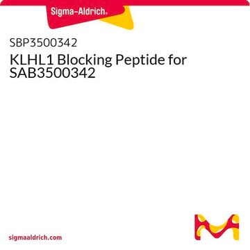 KLHL1 Blocking Peptide for SAB3500342