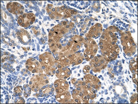 Anti-BHMT (AB1) antibody produced in rabbit IgG fraction of antiserum