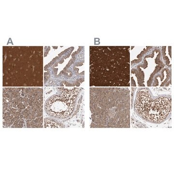 Anti-OXR1 antibody produced in rabbit Prestige Antibodies&#174; Powered by Atlas Antibodies, affinity isolated antibody, buffered aqueous glycerol solution, ab1