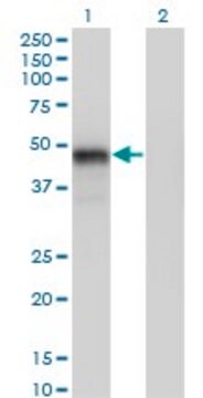 Monoclonal Anti-GATA3 antibody produced in mouse clone 1C1, purified immunoglobulin, buffered aqueous solution