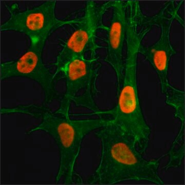 Anti-Acetyl-Histone H3 (Lys56) antibody, Rabbit monoclonal recombinant, expressed in HEK 293 cells, clone RM179, purified immunoglobulin