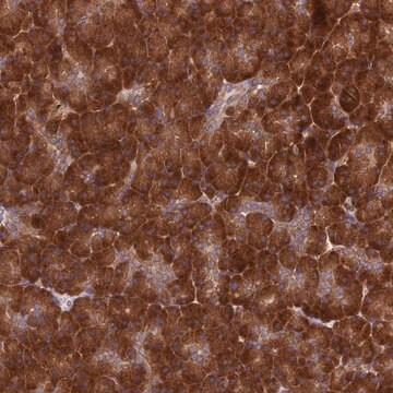 Anti-DHCR7 antibody produced in rabbit Prestige Antibodies&#174; Powered by Atlas Antibodies, affinity isolated antibody, buffered aqueous glycerol solution