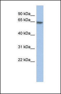 Anti-PAX7 antibody produced in rabbit affinity isolated antibody