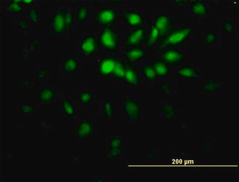 Monoclonal Anti-E2F6 antibody produced in mouse clone 1F7-A9, purified immunoglobulin, buffered aqueous solution