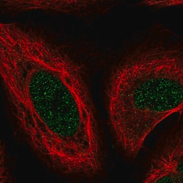 Anti-MSRB1 antibody produced in rabbit Prestige Antibodies&#174; Powered by Atlas Antibodies, affinity isolated antibody