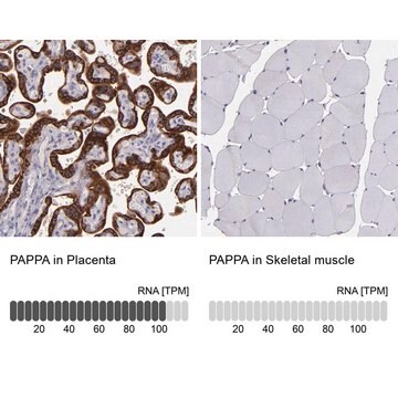 Anti-PAPPA antibody produced in rabbit Prestige Antibodies&#174; Powered by Atlas Antibodies, affinity isolated antibody, buffered aqueous glycerol solution