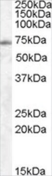 抗EXOC7抗体 ヤギ宿主抗体 affinity isolated antibody, buffered aqueous solution