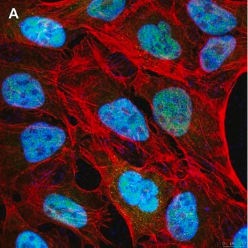 Anti-NCOA1 Antibody, clone 5B9, ZooMAb&#174; Rabbit Monoclonal recombinant, expressed in HEK 293 cells