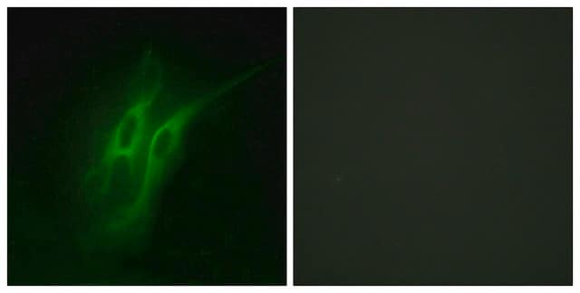 Anti-5-HT-4 antibody produced in rabbit affinity isolated antibody