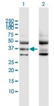 Anti-GNA11 antibody produced in rabbit purified immunoglobulin, buffered aqueous solution