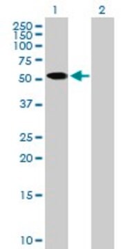 Anti-ZNF410 antibody produced in mouse purified immunoglobulin, buffered aqueous solution