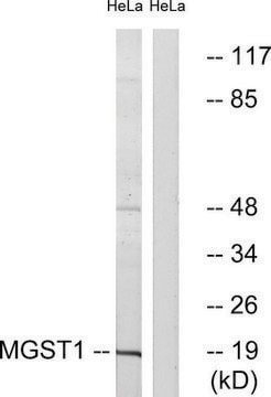 Anti-MGST1 antibody produced in rabbit affinity isolated antibody