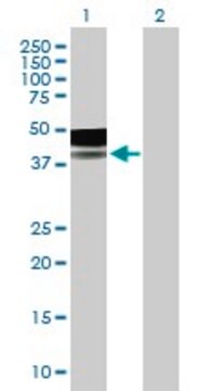 Anti-PLA2G15 antibody produced in mouse purified immunoglobulin, buffered aqueous solution