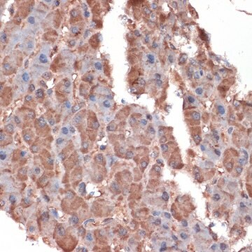 Anti-Apolipoprotein C3 Antibody, clone 3T7Y5, Rabbit Monoclonal