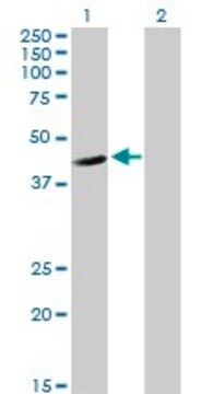 Anti-FLJ10986 antibody produced in mouse purified immunoglobulin, buffered aqueous solution