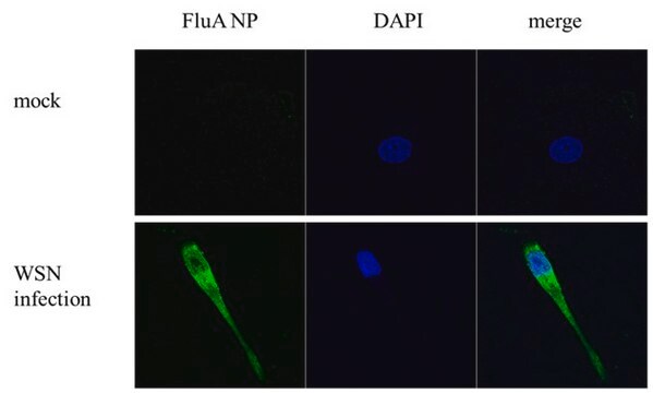 Monoclonal Anti-Influenza A virus NP (nucleoprotein) antibody produced in mouse clone GT1236, affinity isolated antibody