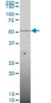 Monoclonal Anti-SMAD6 antibody produced in mouse clone 4F4, purified immunoglobulin, buffered aqueous solution