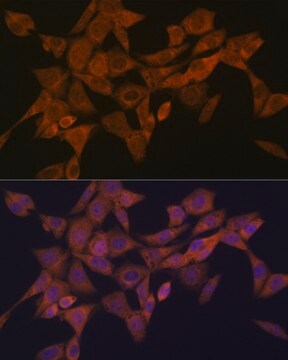 Anti-Syntaxin 4 Antibody, clone 8F3P7, Rabbit Monoclonal