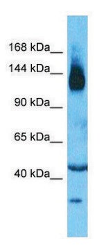 Anti-SLC12A2 (N-terminal) antibody produced in rabbit affinity isolated antibody