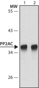 Anti-PP2A, C subunit antibody, Mouse monoclonal clone 7A6, purified from hybridoma cell culture