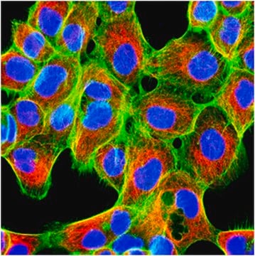 Anti-alpha-Tubulin Antibody, tyrosinated, clone YL1/2 clone YL 1/2, from rat