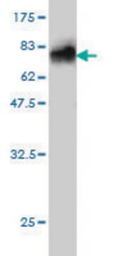 Monoclonal Anti-AHSG antibody produced in mouse clone 5D8, purified immunoglobulin, buffered aqueous solution