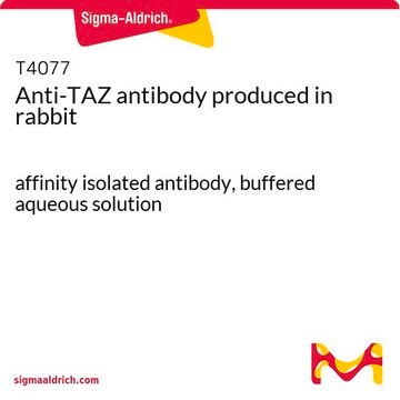 Anti-TAZ antibody produced in rabbit affinity isolated antibody, buffered aqueous solution