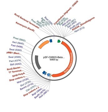 PSF-OXB20-BETAGAL - BACTERIAL BETA GALACTOSIDASE PLASMID plasmid vector for molecular cloning