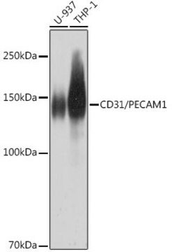 Anti-CD31/PECAM1 Antibody, clone 9K8O7, Rabbit Monoclonal