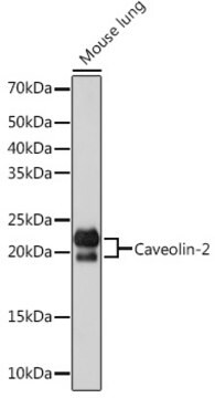 Anti-Caveolin-2 Antibody, clone 8I4U7, Rabbit Monoclonal