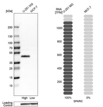 Anti-SPARC antibody produced in rabbit Prestige Antibodies&#174; Powered by Atlas Antibodies, affinity isolated antibody, buffered aqueous glycerol solution