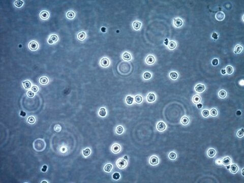 CCMCL1 Mantle Cell Lymphoma Cell Line CCMCL1 human mantle cell lymphoma cell line is well characterized at the molecular level and can support research and drug development efforts targeting MCL.