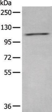 Anti-ADCY2 affinity isolated antibody