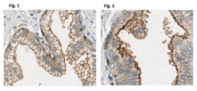 Anti-CD148/DEP-1 Antibody, clone Ab1 (Azide Free) clone Ab 1, from mouse