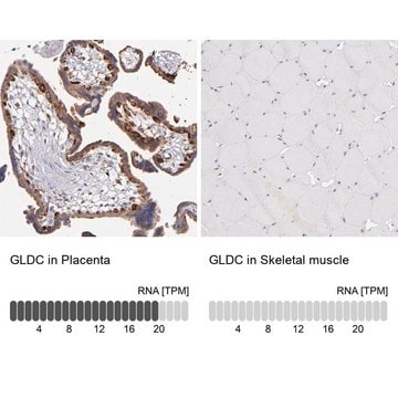 Anti-GLDC antibody produced in rabbit Prestige Antibodies&#174; Powered by Atlas Antibodies, affinity isolated antibody, buffered aqueous glycerol solution