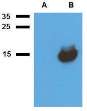 Anti-Acr1 (M. tuberculosis) antibody produced in rabbit