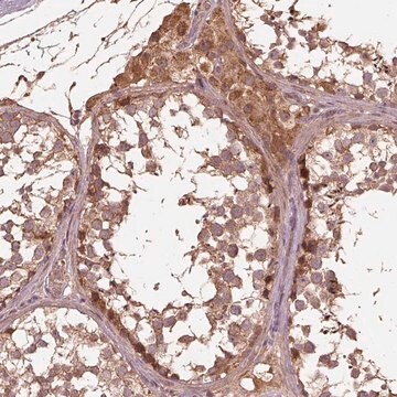 Anti-METTL4 antibody produced in rabbit Prestige Antibodies&#174; Powered by Atlas Antibodies, affinity isolated antibody